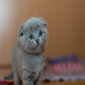 Aanschaffen van een kattenbak? Houd hier rekening mee!