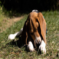 Nederlandse naam beagle: zo wordt dit ras genoemd