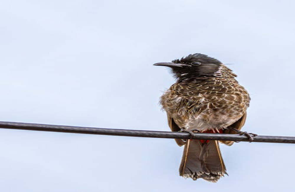 Wat betekent ‘de kat uit de boom kijken’? Betekenis en uitleg