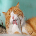 Wat betekent de uitdrukking 'de kat uit de boom kijken' eigenlijk?