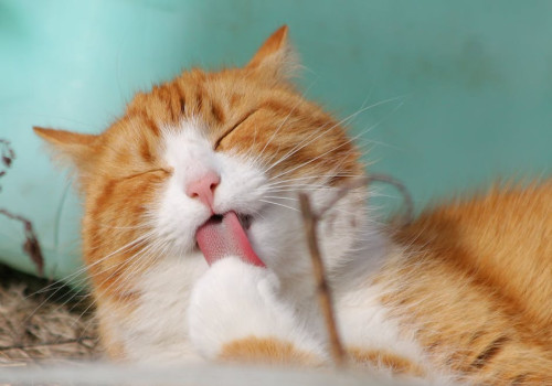 Wat betekent de uitdrukking 'de kat uit de boom kijken' eigenlijk?