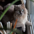 Salie giftig voor katten: feiten en symptomen op een rij